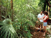 Mastic Trail, Cayman Islands. Photo by Cayman Islands Tourist Board