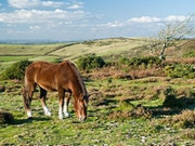 New Forest holidays, main image