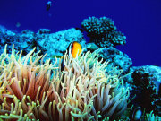 Ningaloo Reef tours, main image