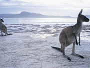 Nullarbor holidays, main image