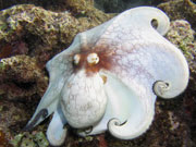 Octopus, Cayman Islands. Photo by Cayman Islands Tourist Board