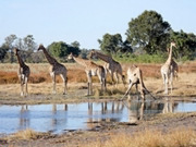 Okavango Delta safaris, main image