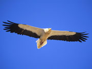 Bird of prey