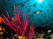 Reef