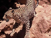 Arabian leopard conservation holiday