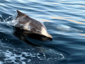 Dolphins
