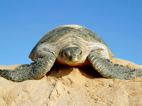 Turtle