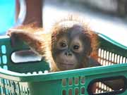 Orangutan