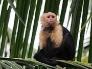 Osa Peninsula holidays, main image