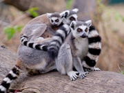 Other wildlife holidays, main image