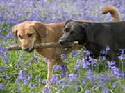 Dog friendly accommodation, main image