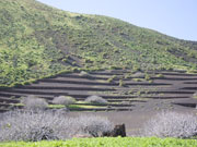 Terraces of Picon, Lanzarote. Photo by Nick Haslam