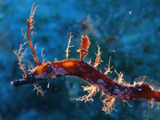 Pipefish, Cayman Islands. Photo by Cayman Islands Tourist Board