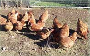 Chickens, Tasmania farmstay