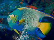 Queen Angel fish, Cayman Islands. Photo by Cayman Islands Tourist Board