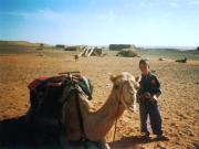 Camel