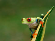 Rainforest accommodation, main image