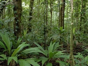 Rainforest conservation holidays, main image