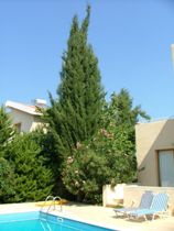 By the pool, Polis, Cyprus villa & hotel accommodation