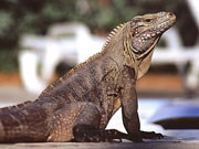 rockIguana-littleCayman, Cayman Islands. Photo by Cayman Islands Tourist Board