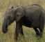 Click to enlarge Budget camping safari in Kenya photo