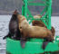 Click to enlarge Alaska holiday photo