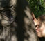 Click to enlarge Thailand elephant conservation holiday photo