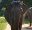 Click to enlarge Thailand elephant conservation holiday photo