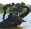 Click to enlarge Thailand elephant conservation holiday photo