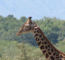 Click to enlarge Tanzania adventure holiday photo