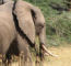 Click to enlarge Tanzania adventure holiday photo