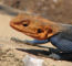 Click to enlarge Tanzania adventure holiday photo