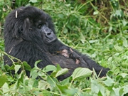 Rwanda gorilla safaris & holidays, main image