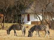 Safari bush camps and lodges, main image
