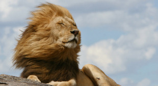 Safari holidays, main image