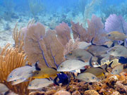 Reef fish, Cayman Islands. Photo by Cayman Islands Tourist Board