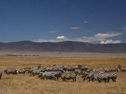 Serengeti safaris, main image