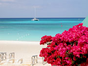 Flowers at Seven Mile Beach, Cayman Islands. Photo by Cayman Islands Tourist Board