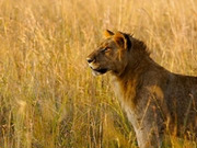 Small group safaris, main image