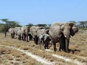 Small group wildlife holidays, main image