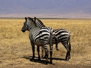 South Africa wildlife reserves, main image