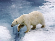 Spitbergen cruises & holidays, main image