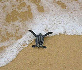 Leatherback turtle hatchling, Sri Lanka