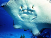 stingray, Cayman Islands. Photo by Cayman Islands Tourist Board