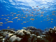 St Vincent and The Grenadines, Main image
