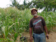 Sugar cane farmer, Cayman Islands. Photo by Cayman Islands Tourist Board