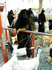 Goat auction, Arabian sands of Oman