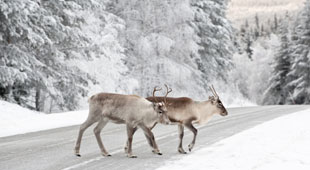 Swedish Lapland holidays