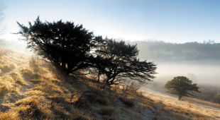 Surrey Hills accommodation