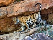 Tailor made safaris, main image